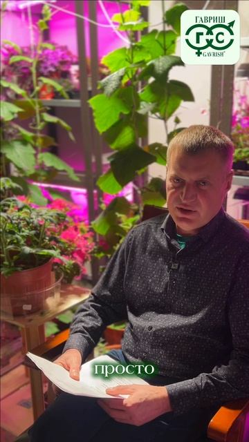 НУЖНО ЛИ ЗАМАЧИВАТЬ СЕМЕНА РЕДИСА?