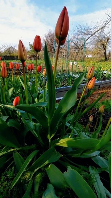 22. 04. 26  #тюльпаны #весна #цветы #mukbangtatyanaeats