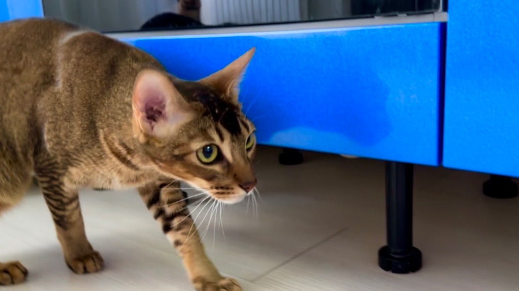 Влог/ Дома 3 кота. Их игры. Готовлю горячие бутерброды