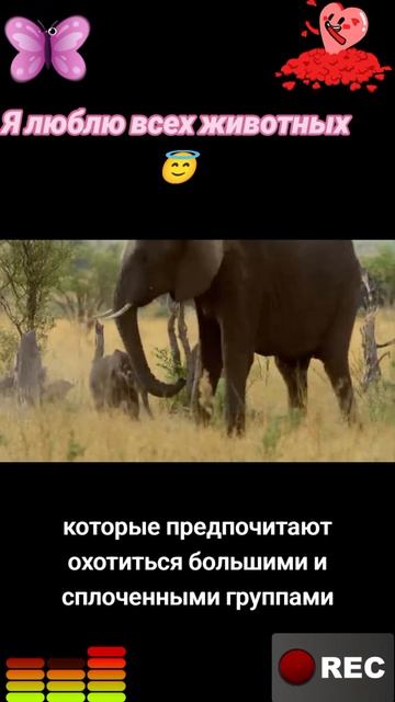 Я люблю всех животных😇