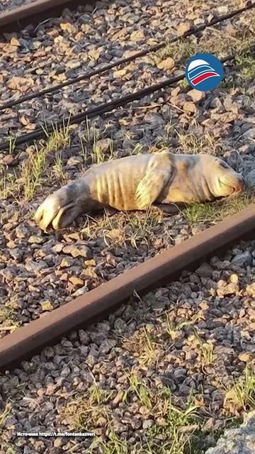 «Кожа да кости»: пограничники в Высоцке нашли исхудавшего тюленёнка