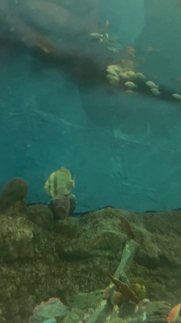 Рыбки в океанариуме ч.41