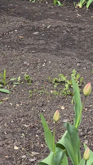 22-04-2026 тюльпаны, на месяц раньше чем обычно