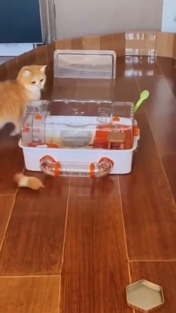 Кто за кем ещё бежит