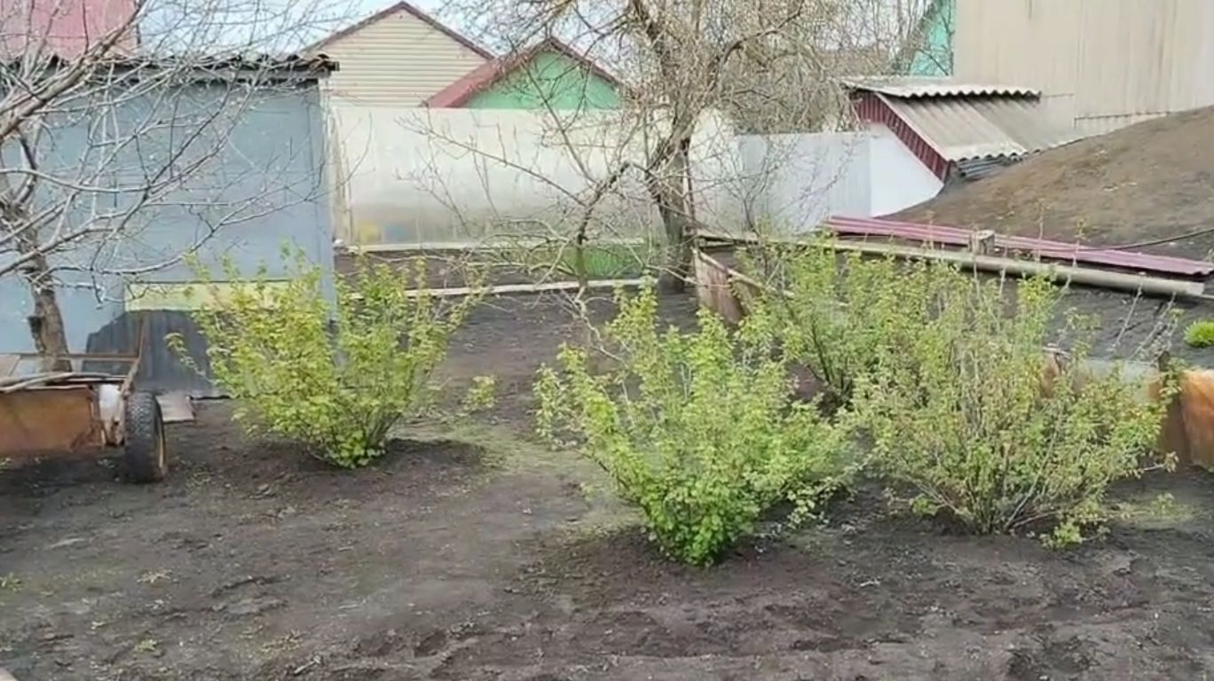 22.04.2026 Холодный апрель. Растения просыпаются