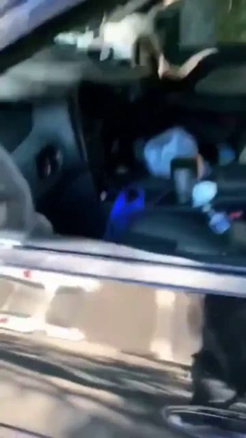 Смешные котики