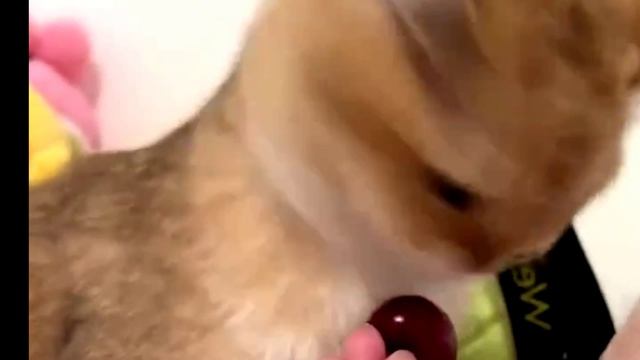 Заставка для видео РЫЖИЙ КОТ НЕХОЧУХА № 539