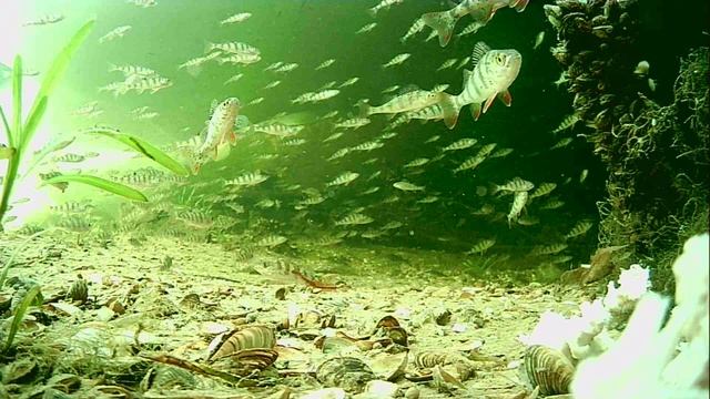 1000013430.mp4Волга гл.2м.22.04.2026г.