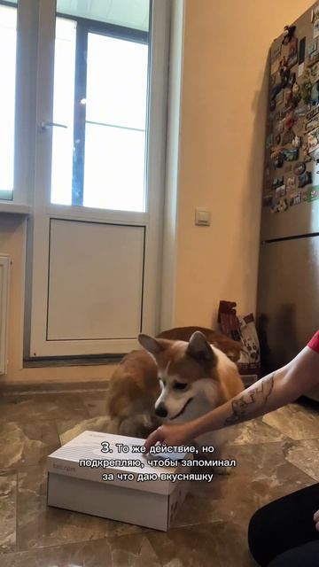 В качестве награды использовала корм Дилли: #1603279833 #корги #corgi #коргисобака #shorts