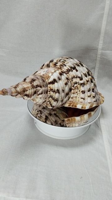 Рог Тритона 35,1/12000 морская ракушка раковина