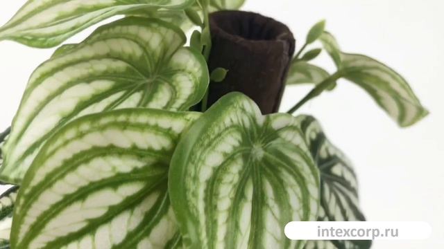 Искусственное растение ПЕПЕРОМИЯ АРБУЗНАЯ В КАШПО, 25х10 см, 318001040-2