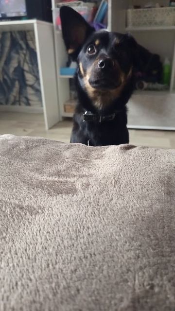 Альфа #мойпитомец #тойтерьер #собачка #милота #домашниеживотные