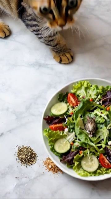 Котик в салате: смешные моменты на кухне #салат #кот #кулинария