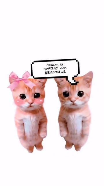котята пояснят)