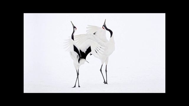 Радуйтесь, всегда радуйтесь!