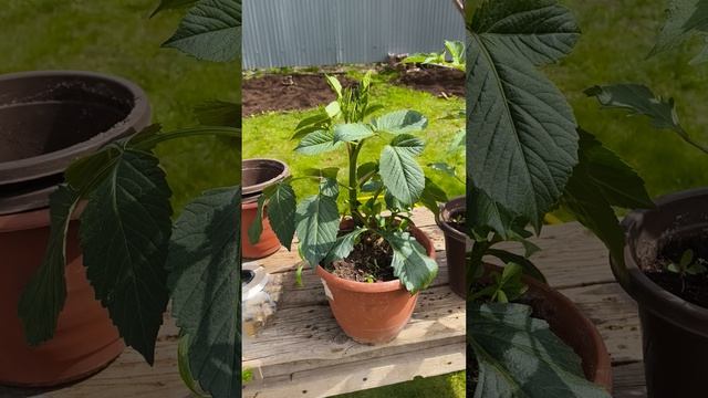 георгины различия 22 апреля #теплица #дача #садоводничество #огород #уходзатеплицей