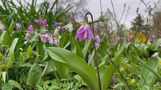 Ветреница лютиковая. Эритрониум сибирский. Фиалка. Дыхание живой природы. Первоцветы. Апрель 2026