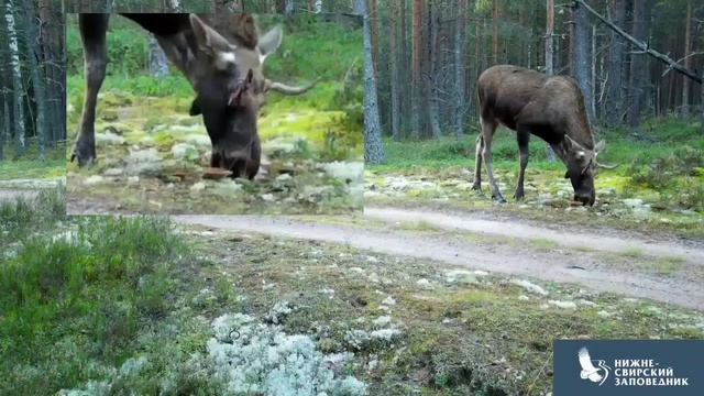 Лось-грибник 🍄🟫