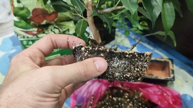 Обрезка и пересадка Бонсай №1