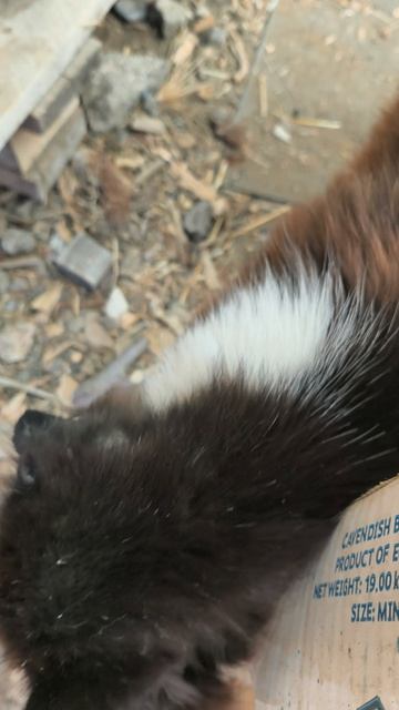 #15 Влог как отец одиночка кот растит котят#кот #коты #котята #влог #юмор #весело