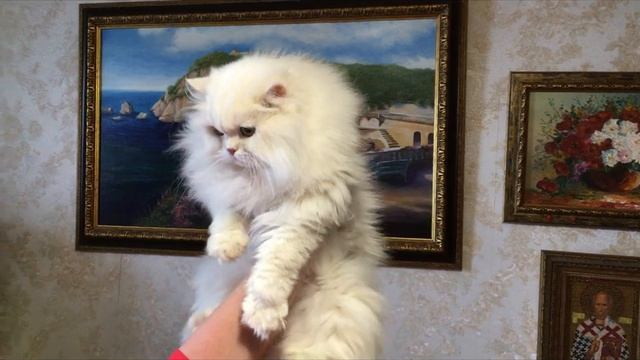 Арсений Гранд Персей HD