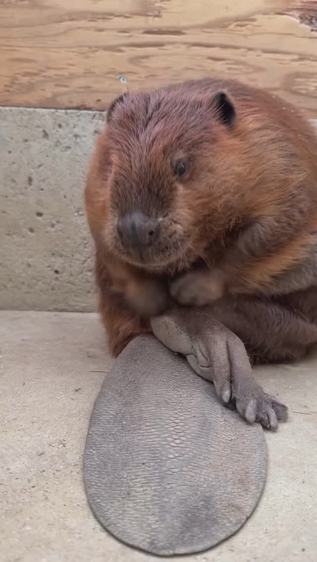 Чистота залог чистой шёрстки