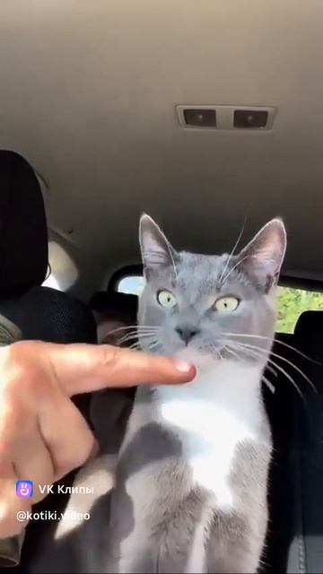 кот открыл рот