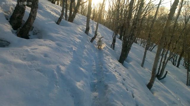 Спиро-поиск закладки, давность 2 суток после мокрого снега, часть 1 (индикации узнавания ЦЗ)