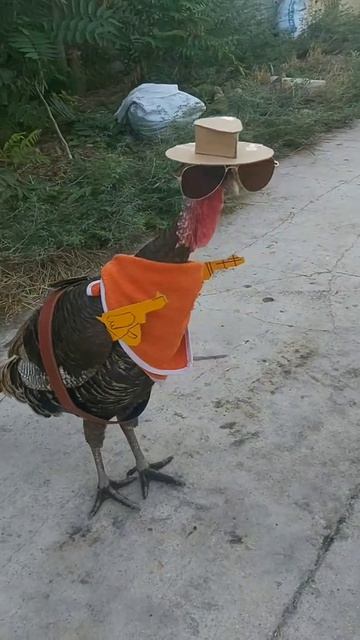 СМЕШНЫЕ КОТЫ 😺 2026 ЛУЧШИЕ ПРИКОЛЫ С КОТАМИ ,КОШКАМИ ,ЖИВОТНЫЕ,СМЕШНЫЕ ВИДЕО