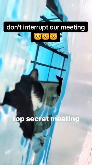 Смешное видео