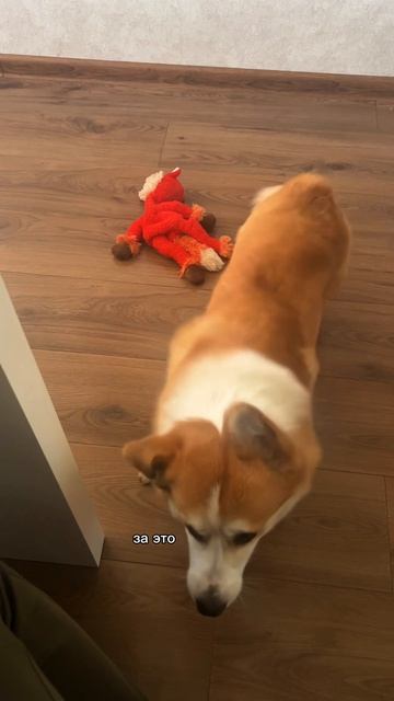 Еще с таким угрожающим видом смотрит))