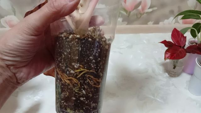 Комнатные цветы/растения. Обзор аглаонем. Апрель 2026г.