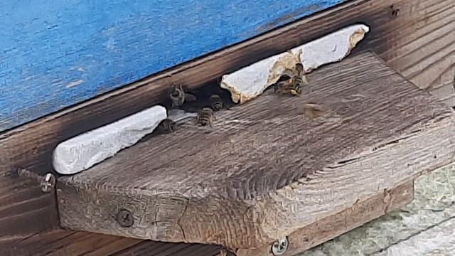 Сбор пыльци пчелами