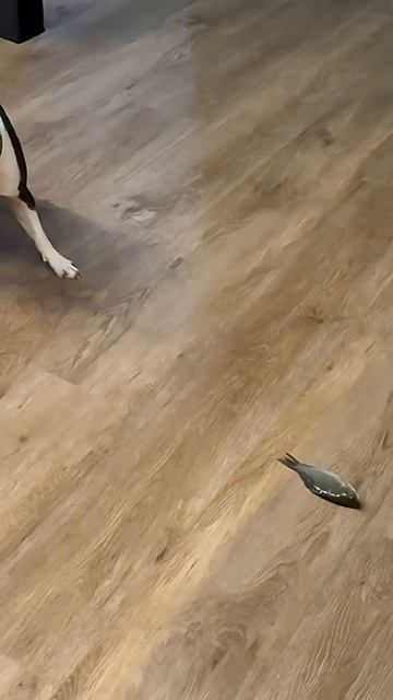 Знакомство собаки с карасем.