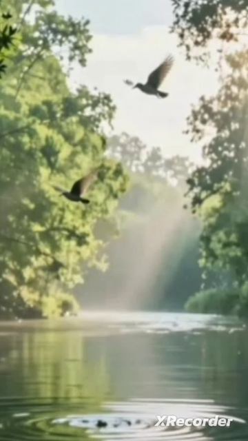 Звуки природы - лес, птицы, вода