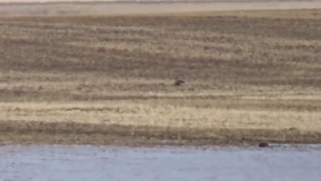 Перелетные птицы. Гуси, утки. лебеди. Красивые кадры.