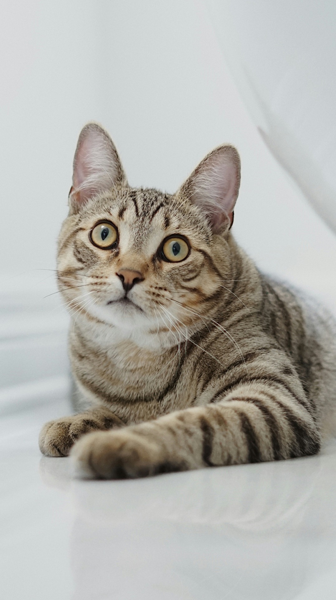 Никогда не срезайте кошке усы