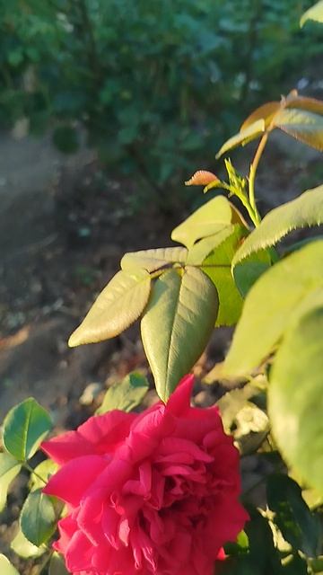 Чайно гибридная роза Адмирал.