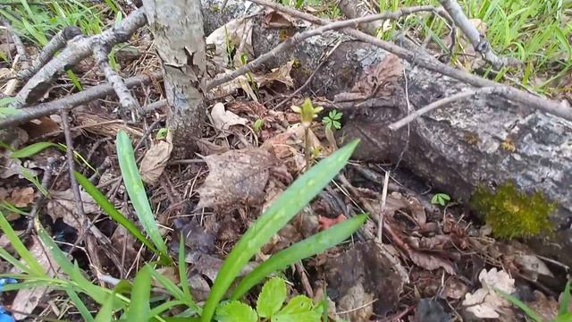 Первые грибы появились в лесах под Воронежем