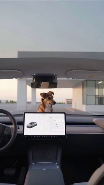 Собака за рулем: приключения в электромобиле! #Tesla #собака #приключения