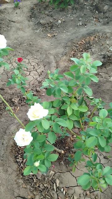 Розы заходят на вторую волну цветения.