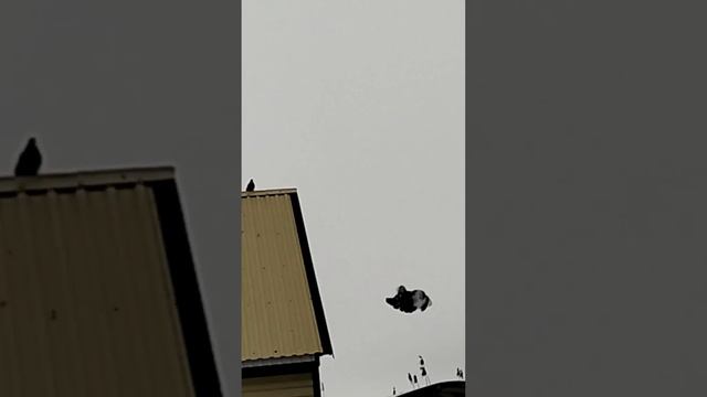 Полёт серпастых. Голуби Губанова Сергея, Новониколаевка, 89370867781.