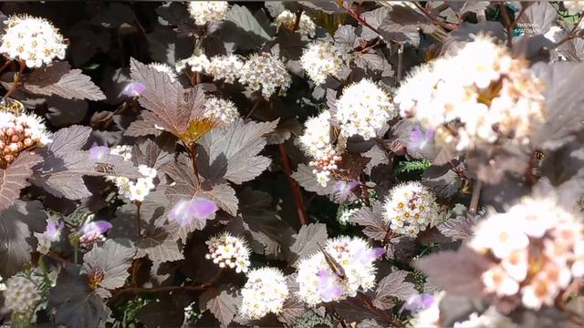 Бабочки порхают на цветах.
Птички поют.