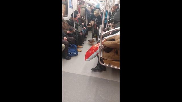 Кря кря #метро#селезень#пассажир