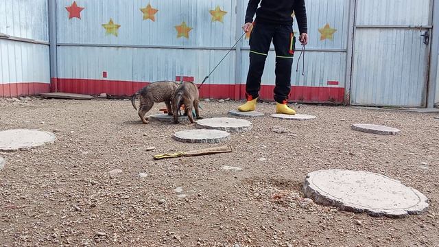 Баларис ЧЕЙЗ (зеленая ленточка) и ЧАСТИЦА, 2 мес. 16 дней