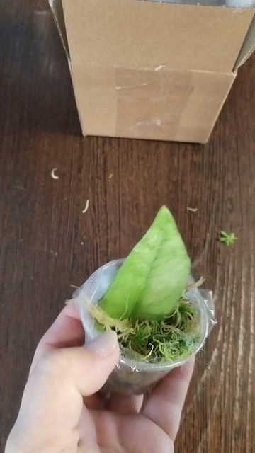 Распаковка посылки с Валберес