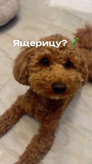 Каждый пёсель выбрал бы такую «ящерицу» 🦎