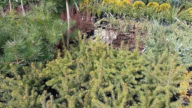 Хвойный рай.mp4