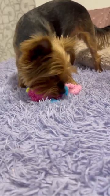 Мой Йорк  Йоркширский терьер 🐾🐾