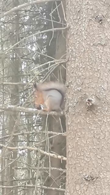 Белка грызёт шишку